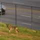 A coyote walking through a Los Angeles neighborhood.